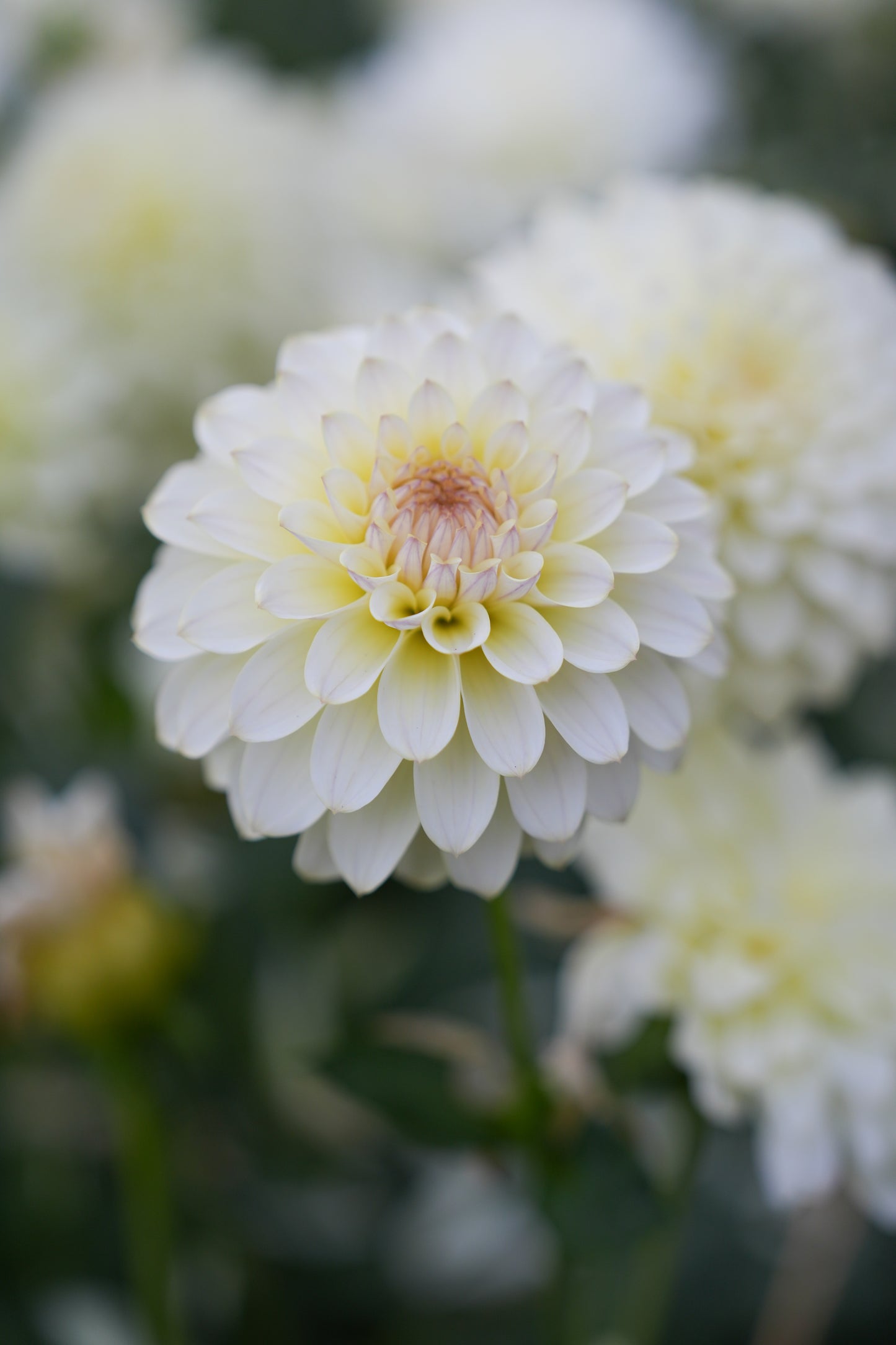 RM LEMON ICE - NEW 2026!