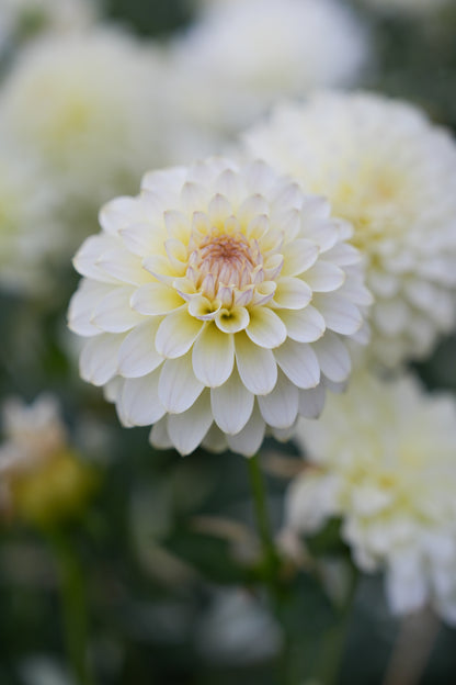 RM LEMON ICE - NEW 2026!