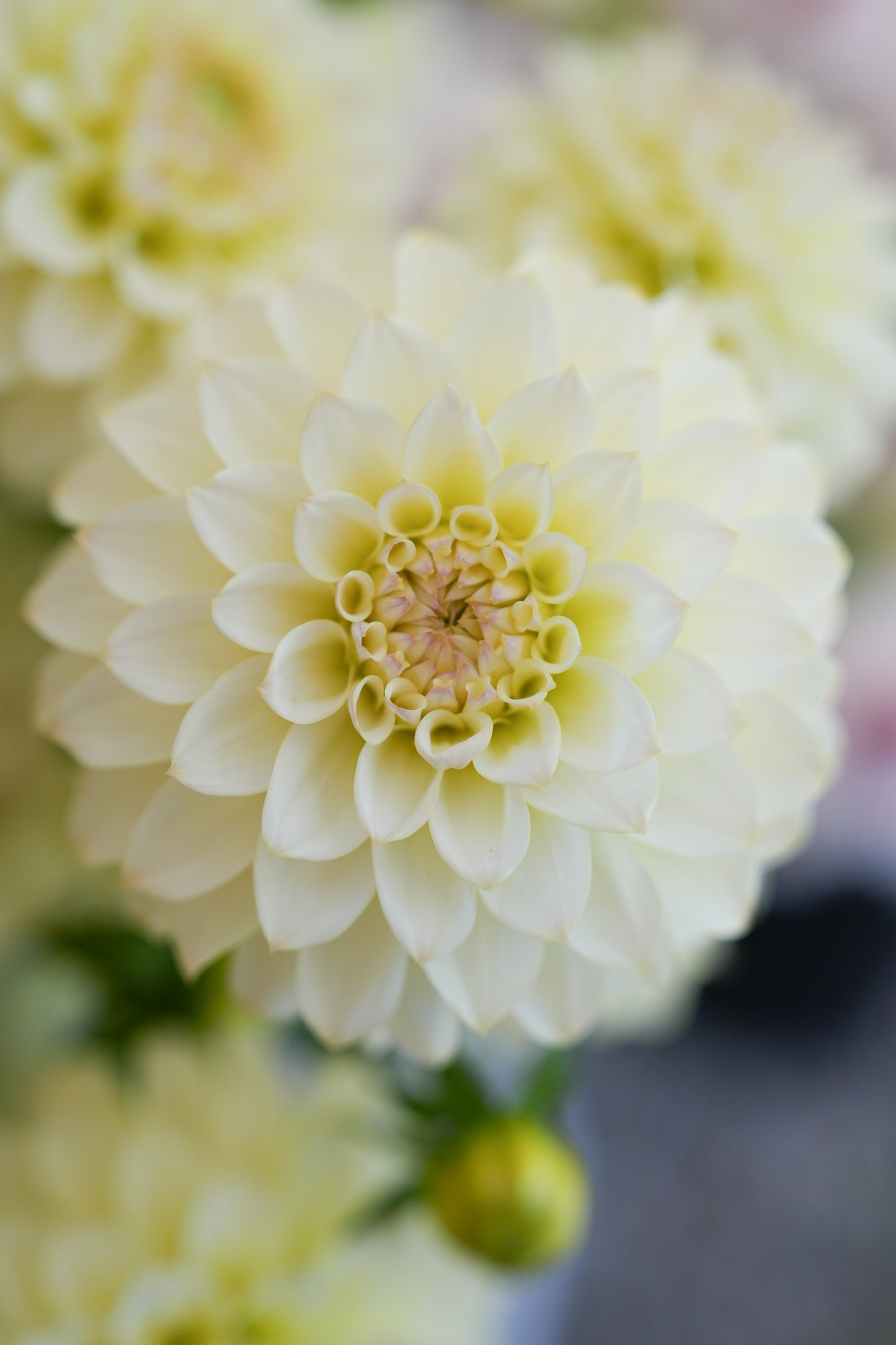 RM LEMON ICE - NEW 2026!