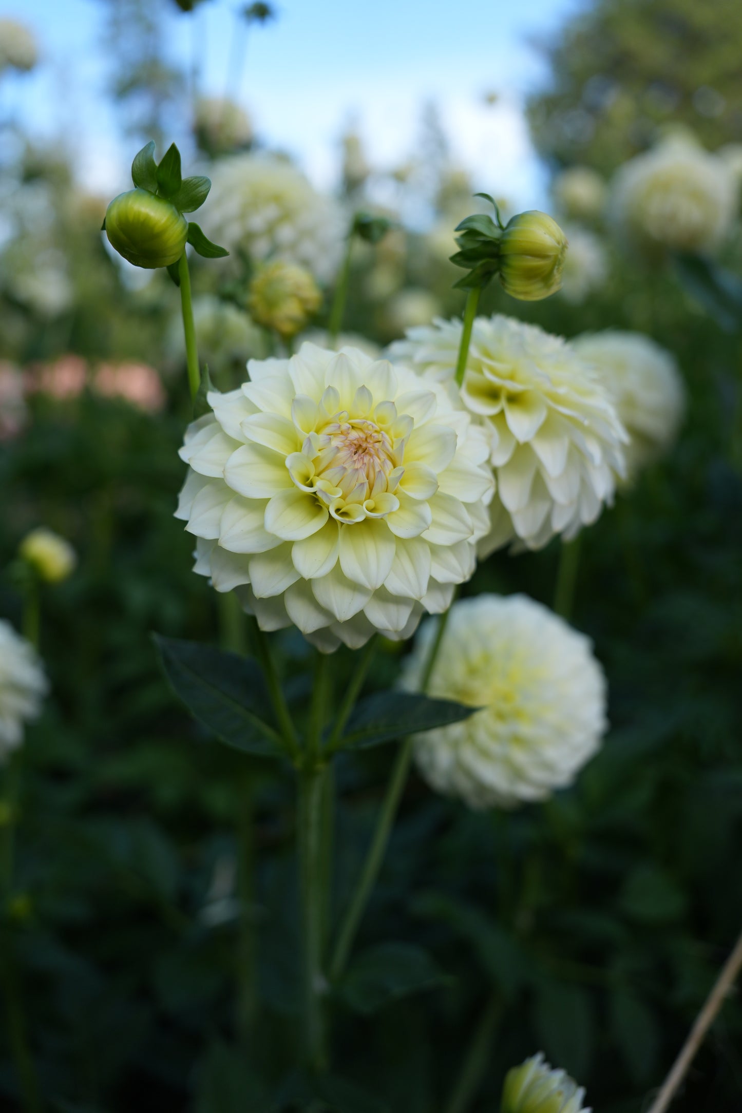 RM LEMON ICE - NEW 2026!