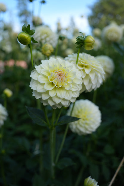 RM LEMON ICE - NEW 2026!