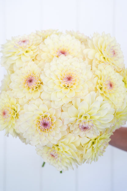 RM LEMON ICE - NEW 2026!