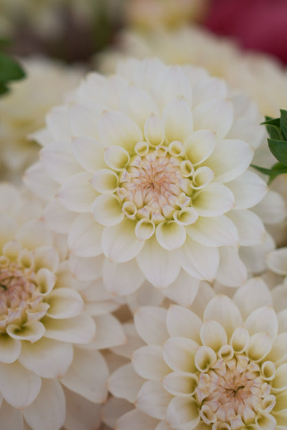 RM LEMON ICE - NEW 2026!