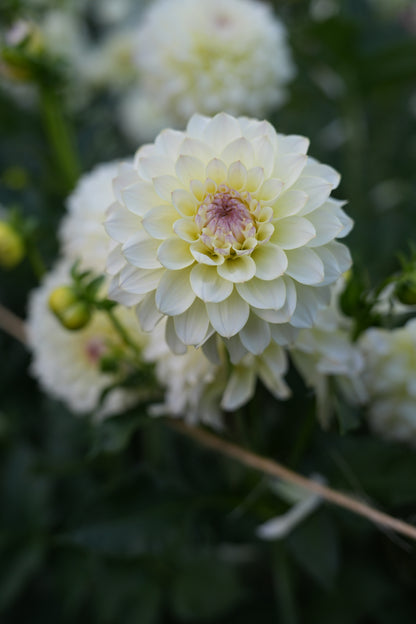 RM LEMON ICE - NEW 2026!