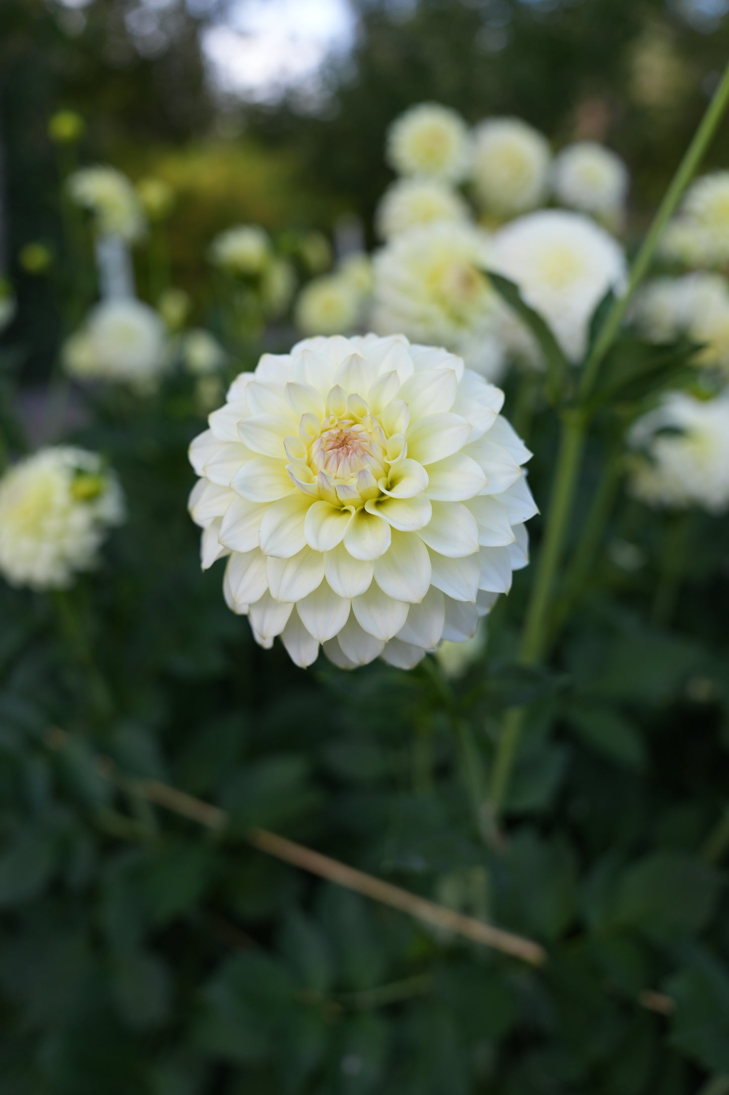 RM LEMON ICE - NEW 2026!