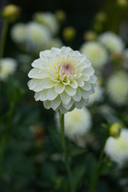 RM LEMON ICE - NEW 2026!