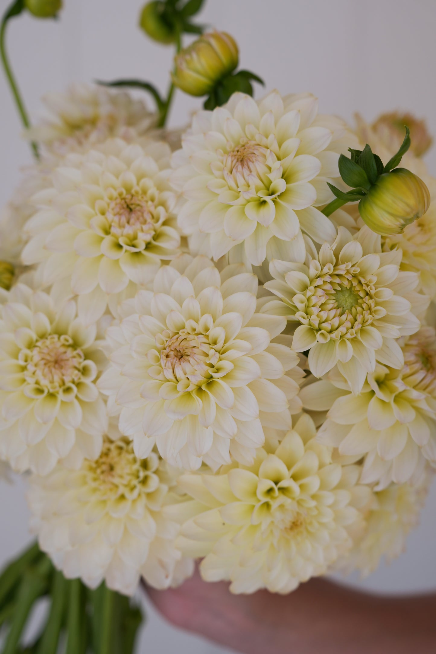 RM LEMON ICE - NEW 2026!