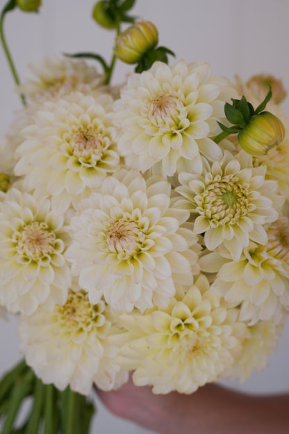 RM LEMON ICE - NEW 2026!