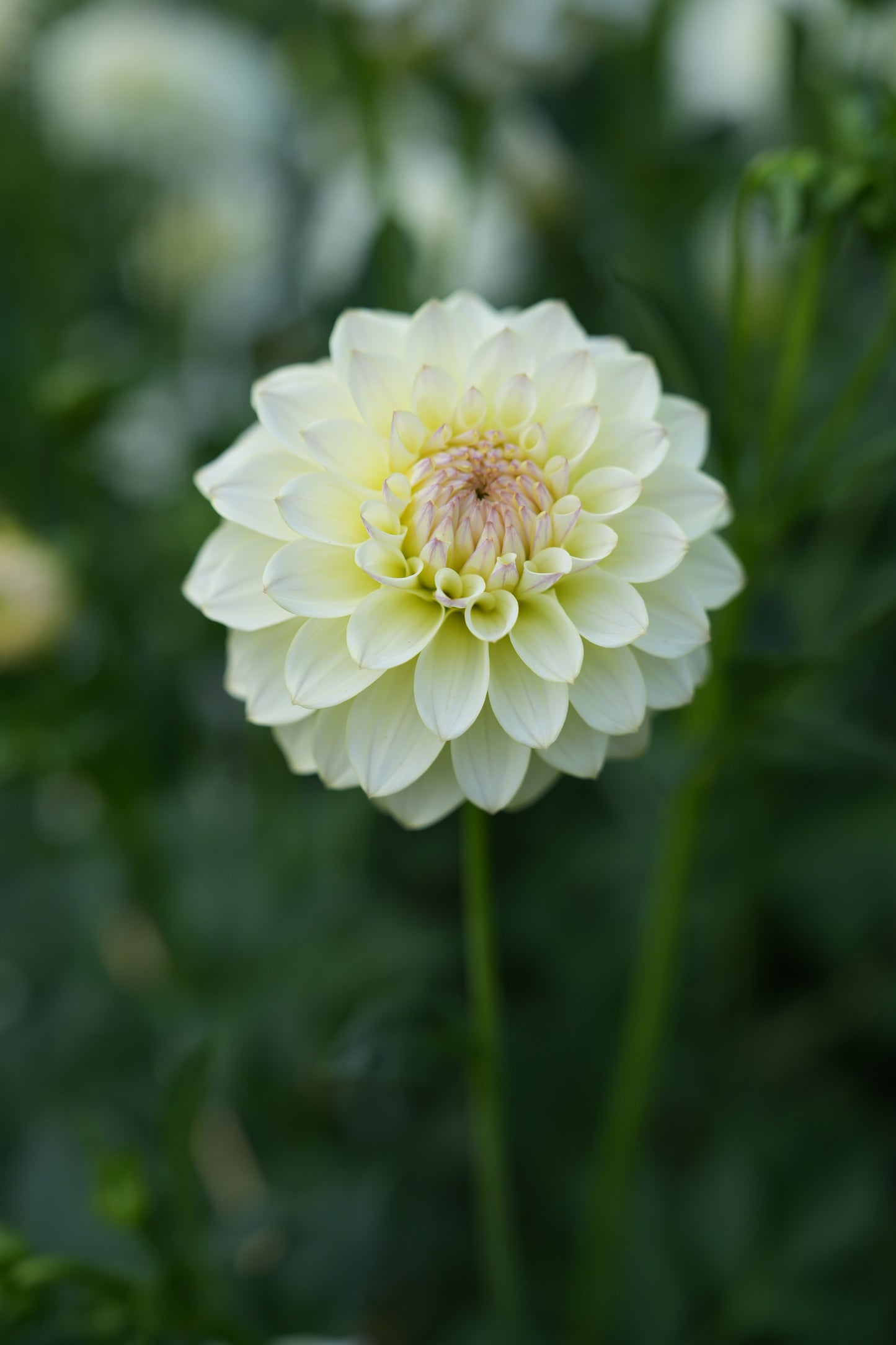 RM LEMON ICE - NEW 2026!