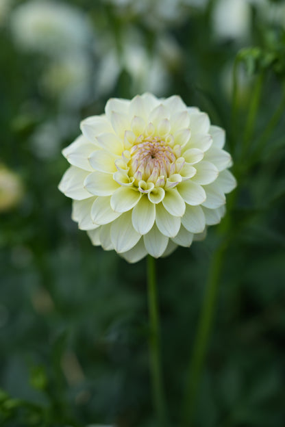 RM LEMON ICE - NEW 2026!