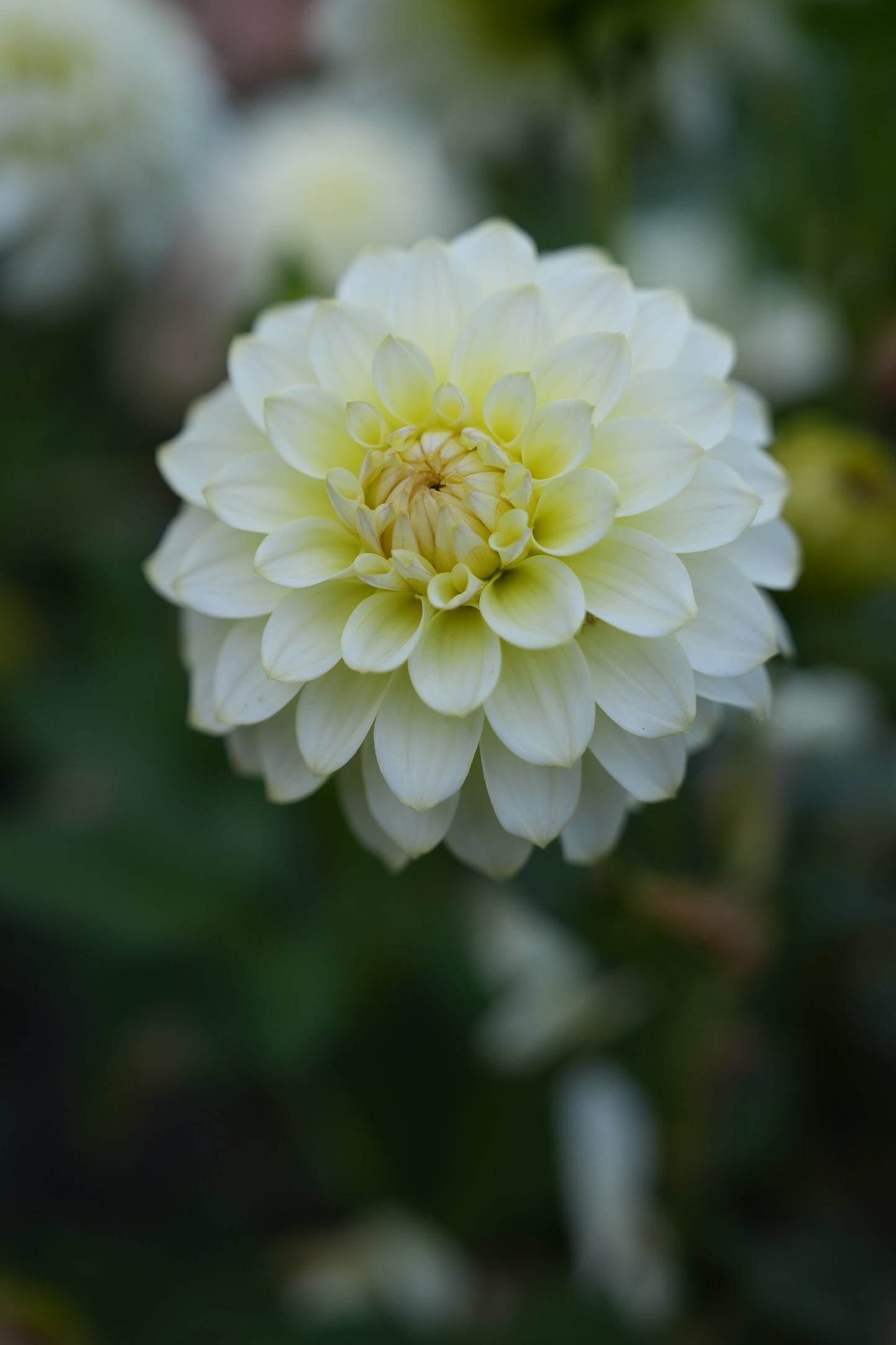 RM LEMON ICE - NEW 2026!