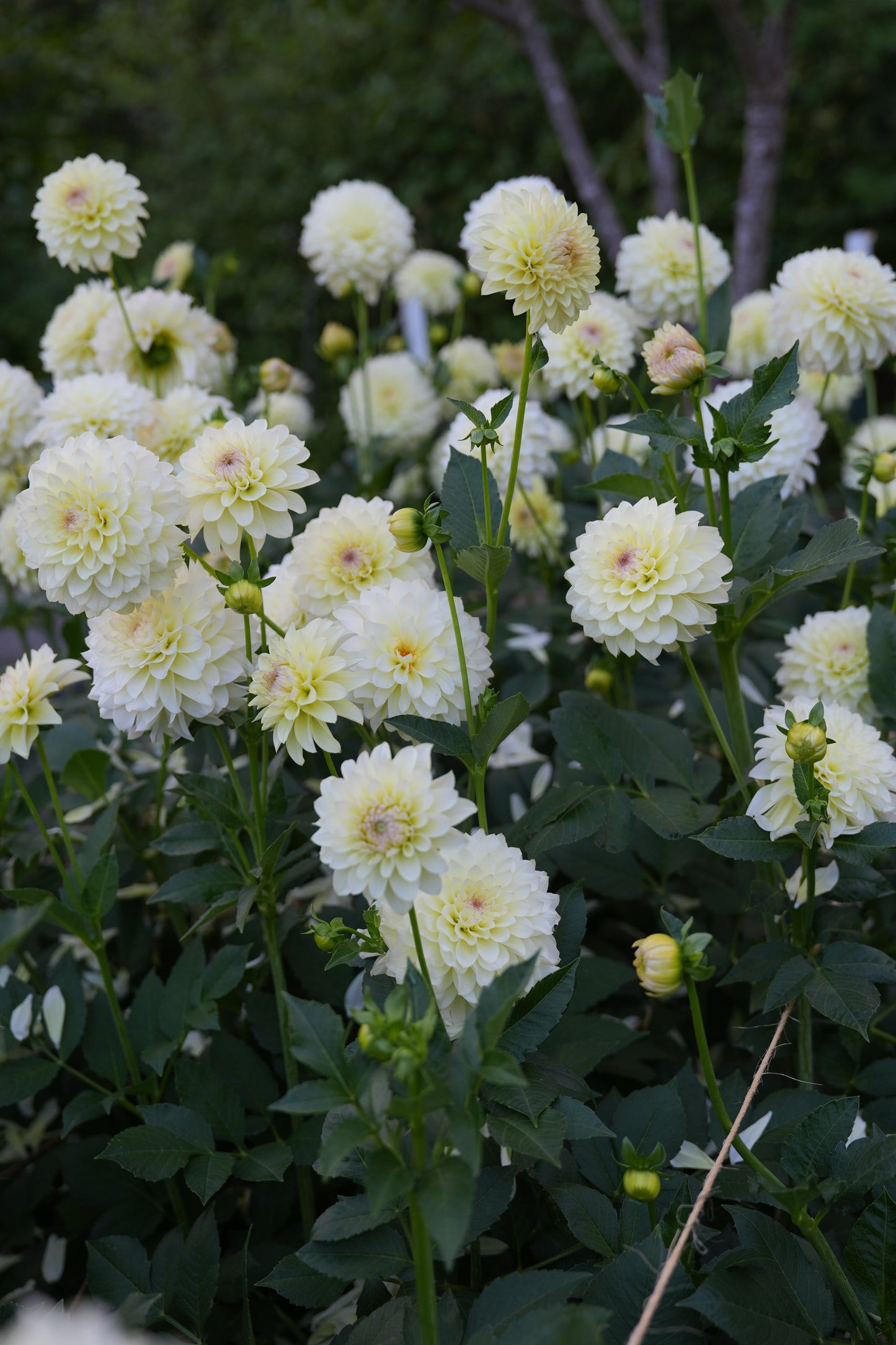 RM LEMON ICE - NEW 2026!