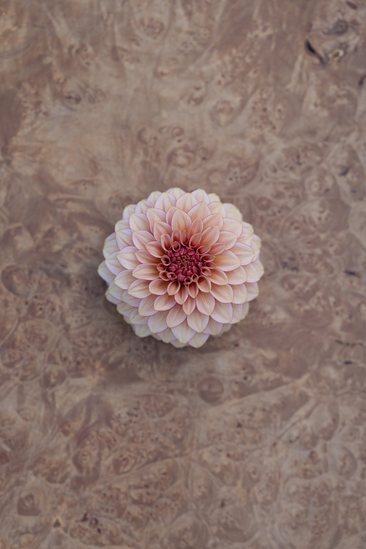 RM MIRAGE - NEW 2026!