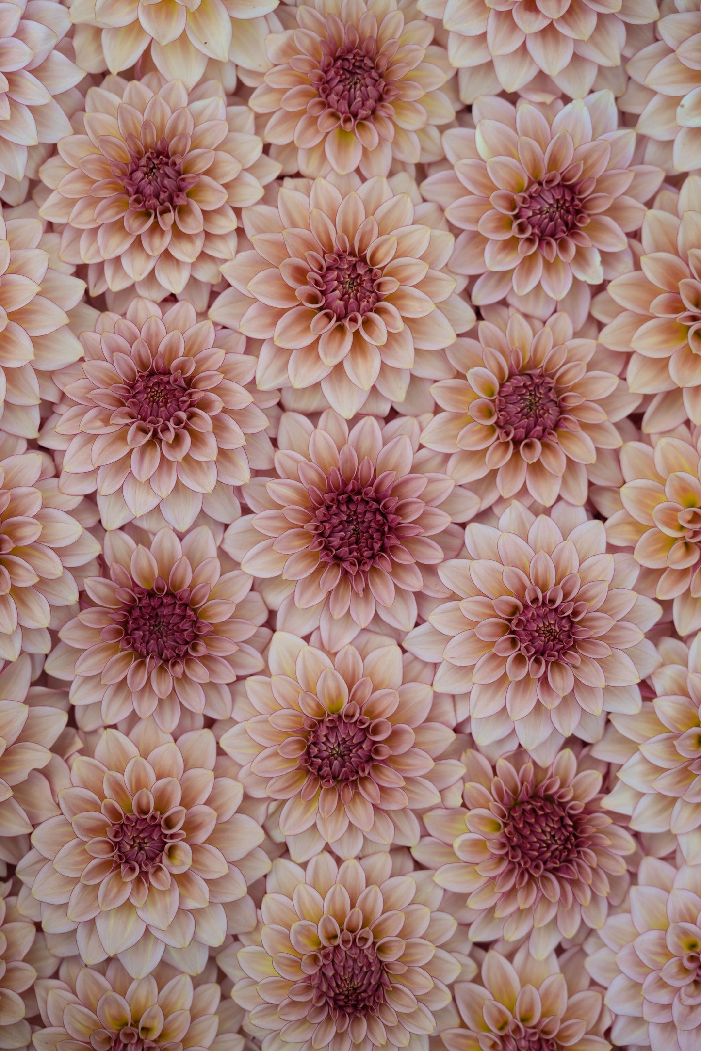 RM MIRAGE - NEW 2026!