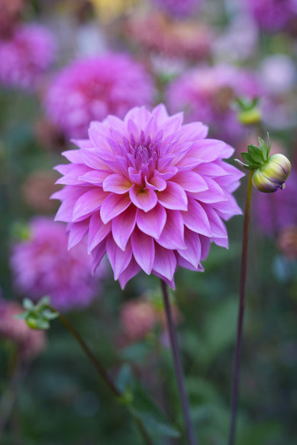 RM MERMAID - NEW 2026!