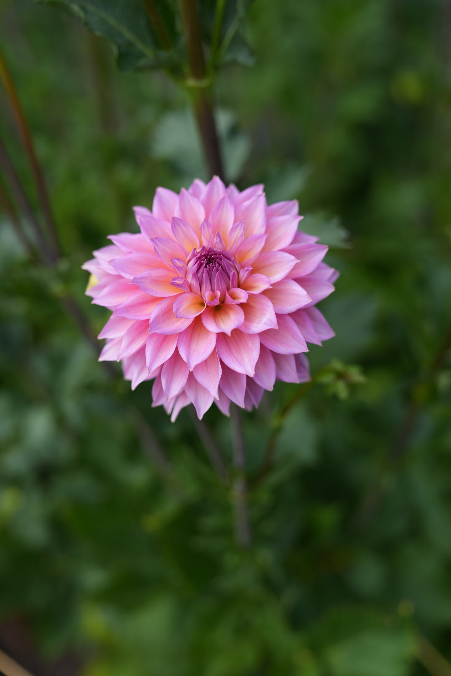 RM MERMAID - NEW 2026!