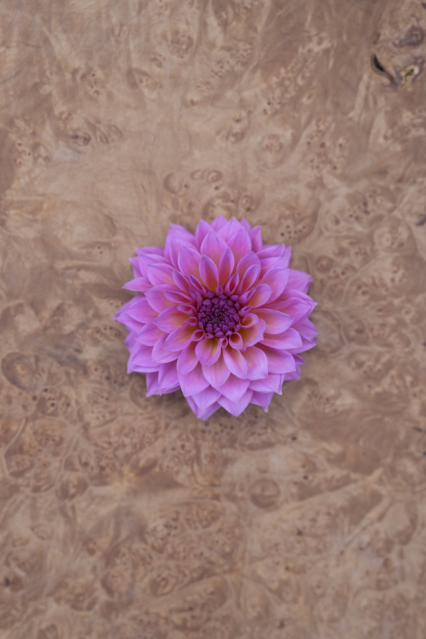 RM MERMAID - NEW 2026!