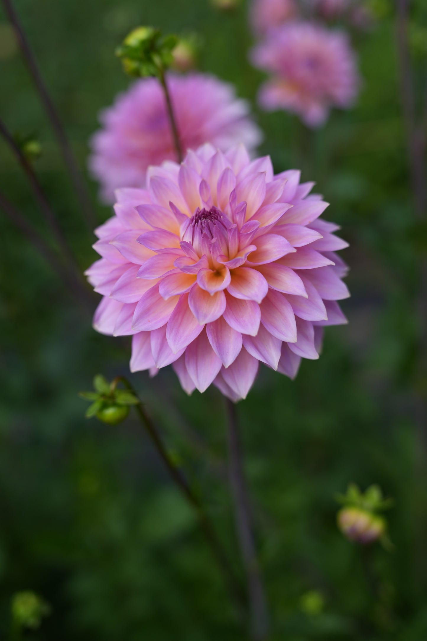 RM MERMAID - NEW 2026!