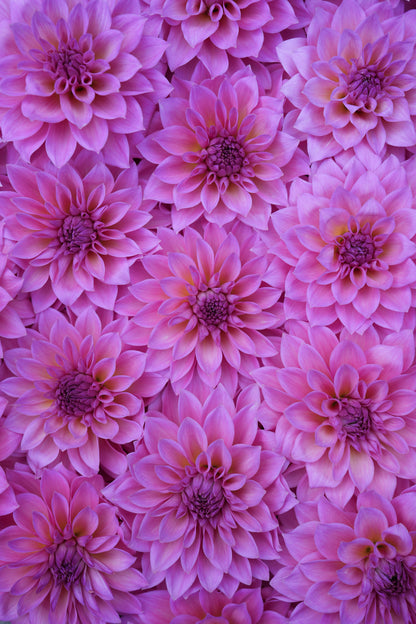 RM MERMAID - NEW 2026!