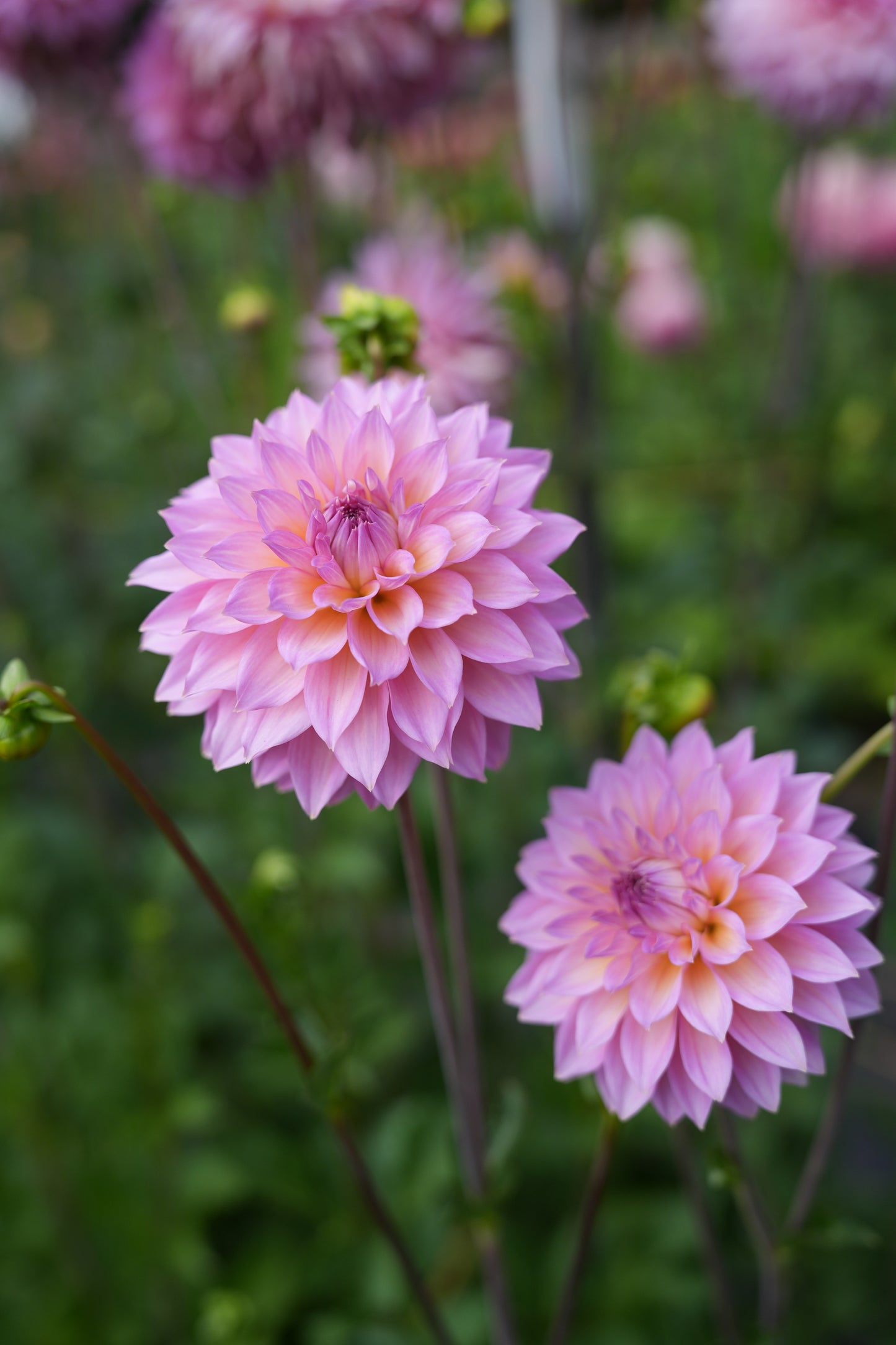 RM MERMAID - NEW 2026!