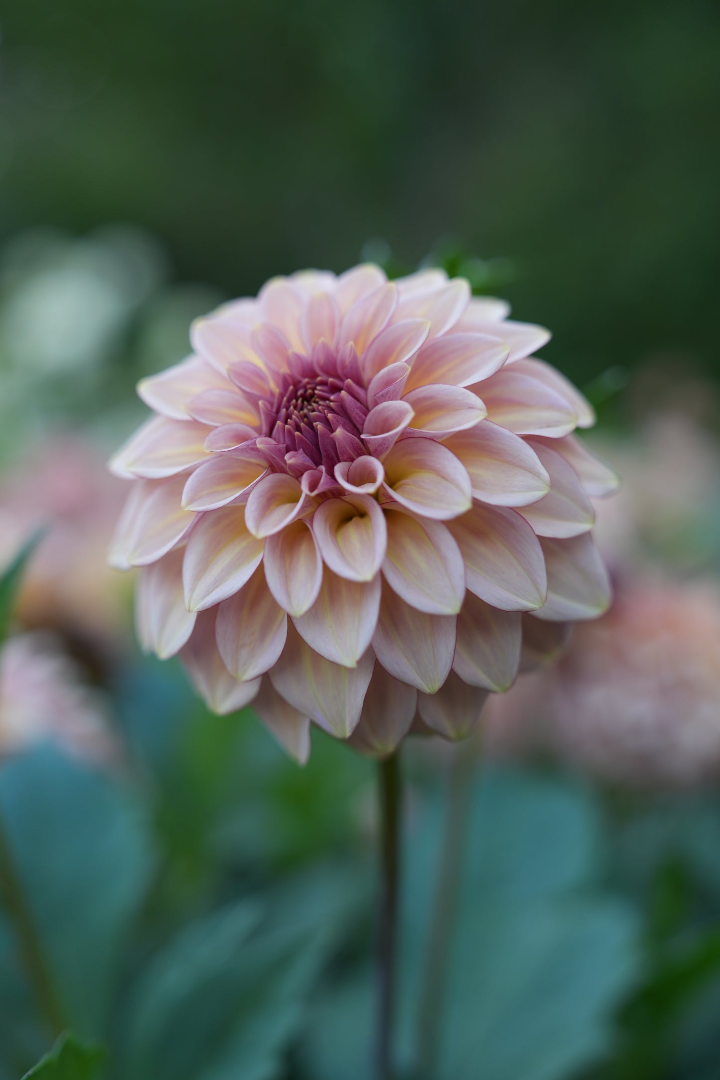 RM MIRAGE - NEW 2026!