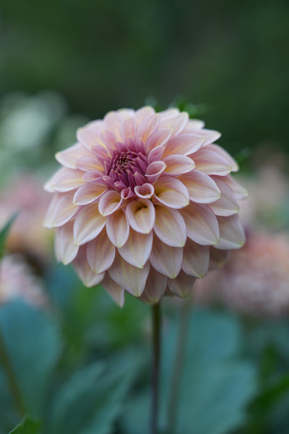 RM MIRAGE - NEW 2026!