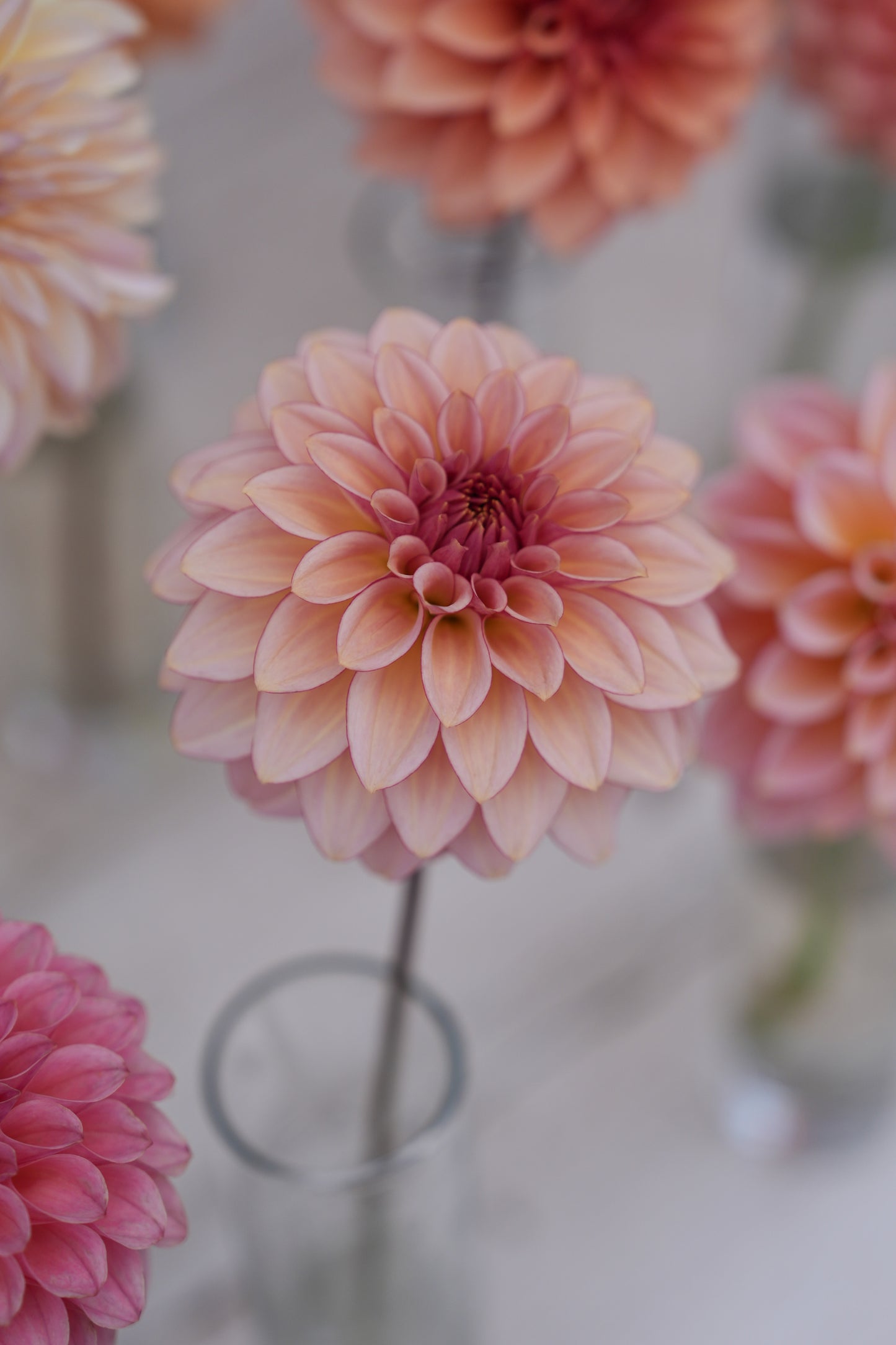 RM MIRAGE - NEW 2026!