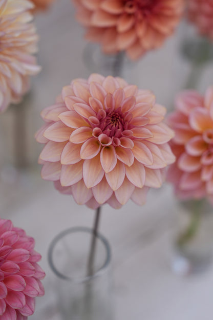 RM MIRAGE - NEW 2026!