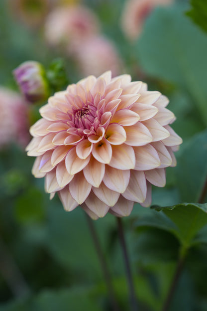 RM MIRAGE - NEW 2026!