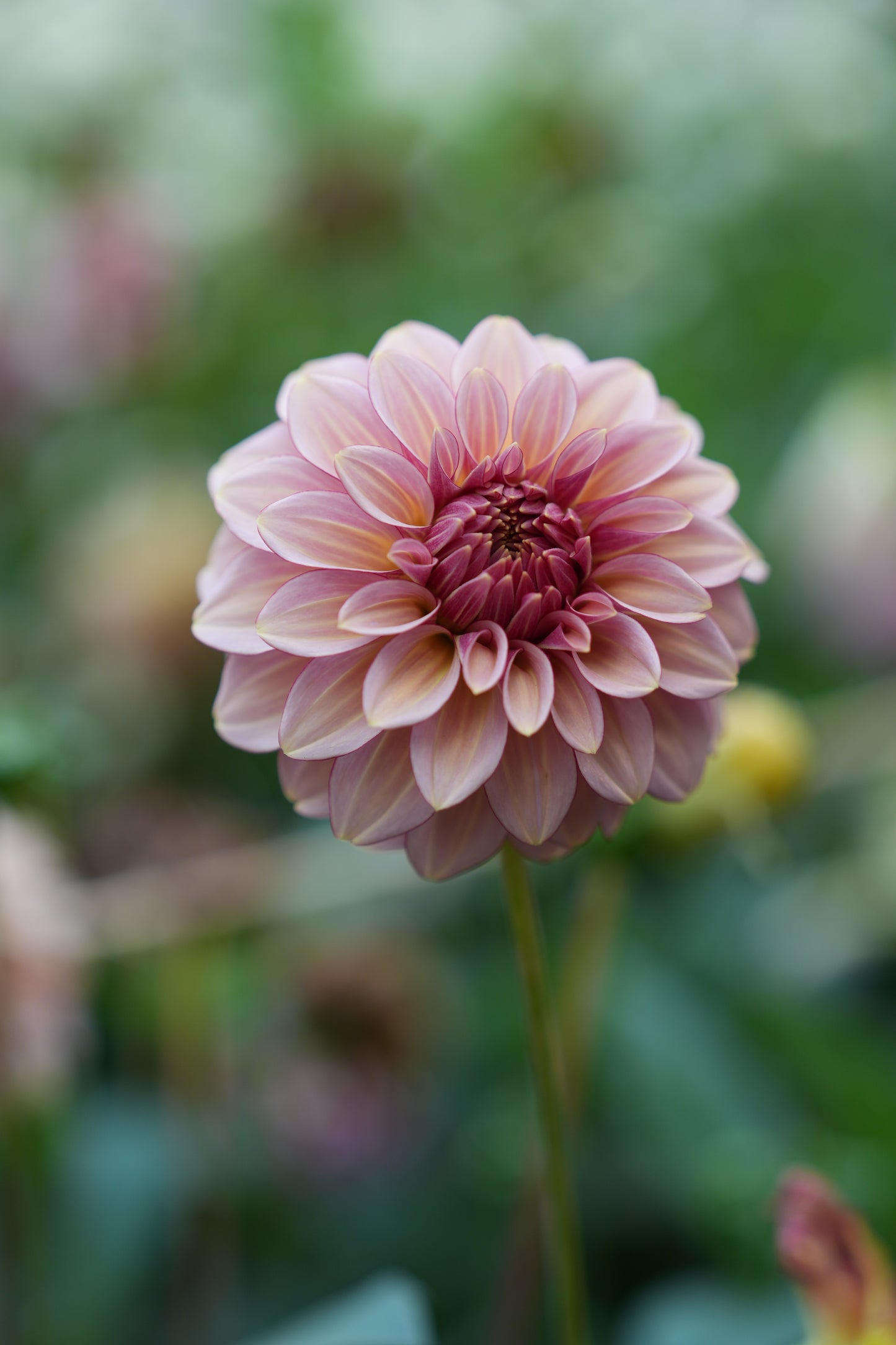 RM MIRAGE - NEW 2026!