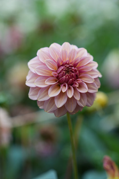 RM MIRAGE - NEW 2026!