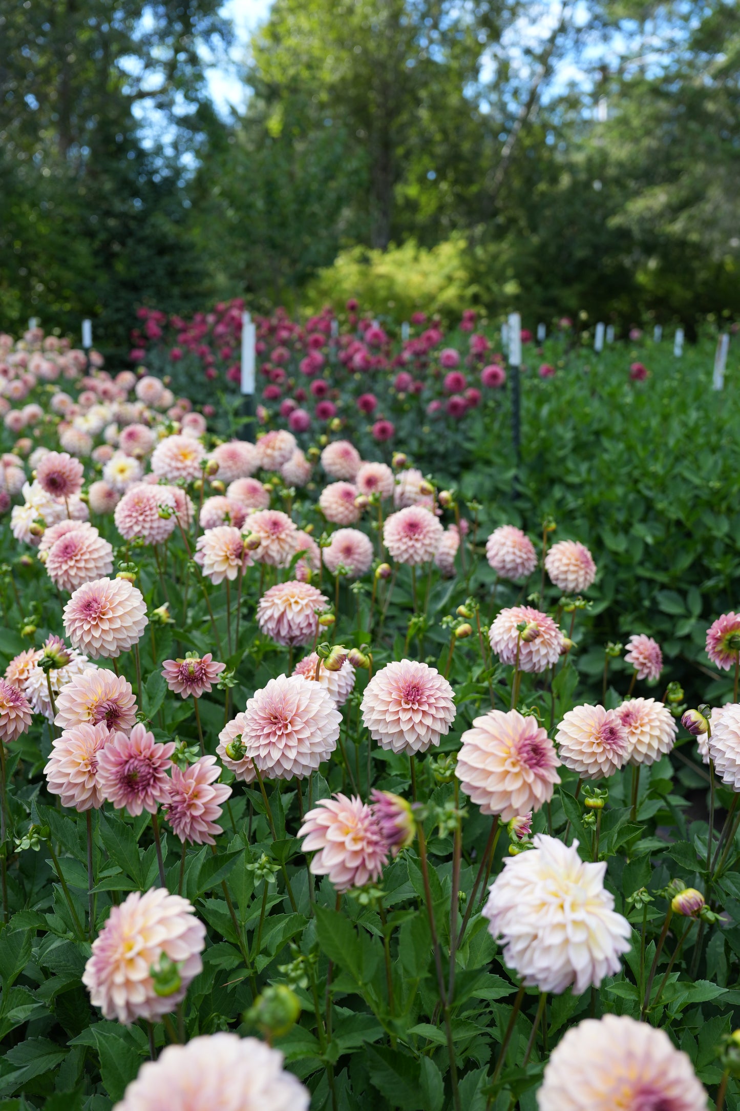 RM MIRAGE - NEW 2026!