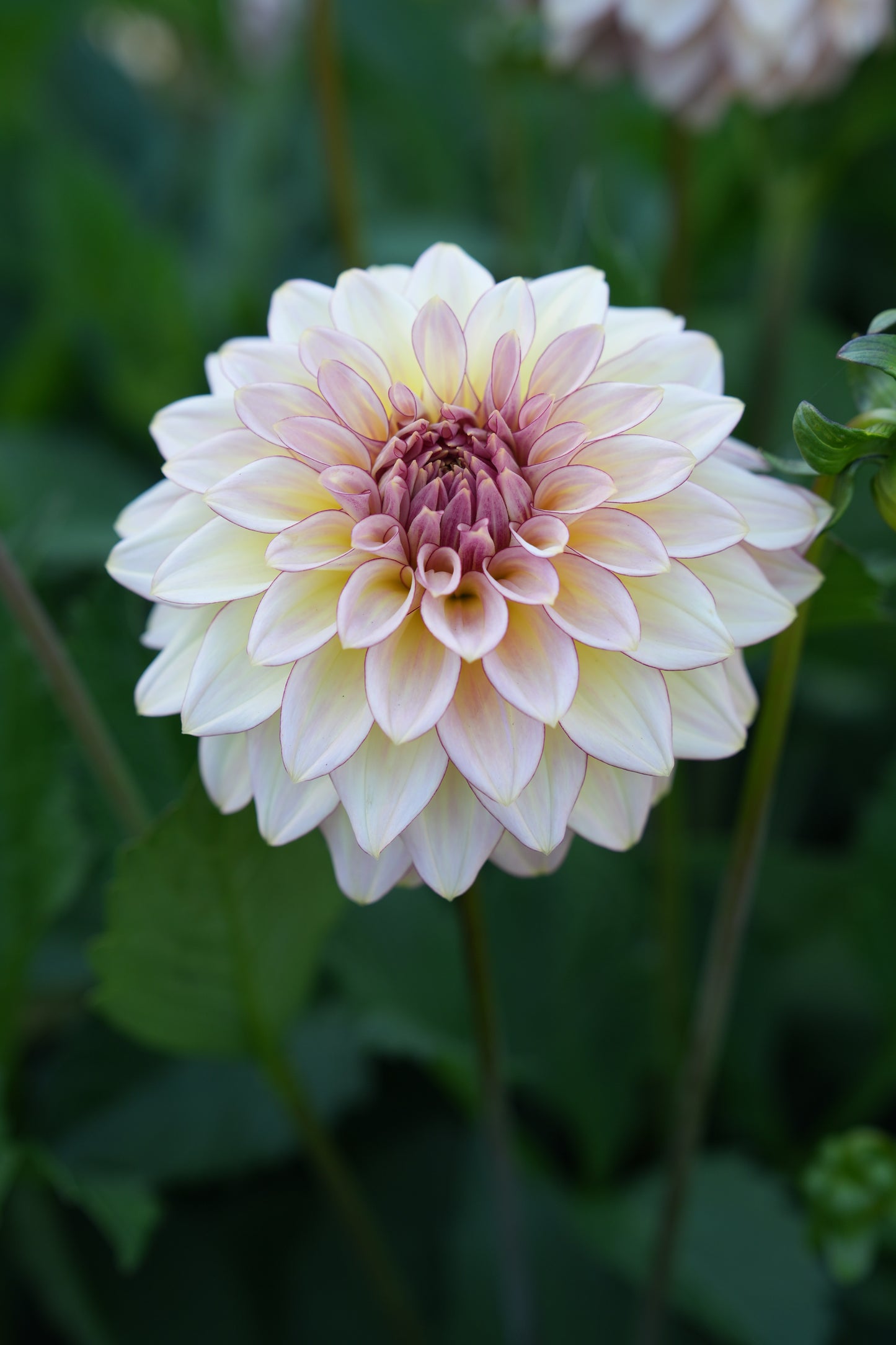 RM MIRAGE - NEW 2026!