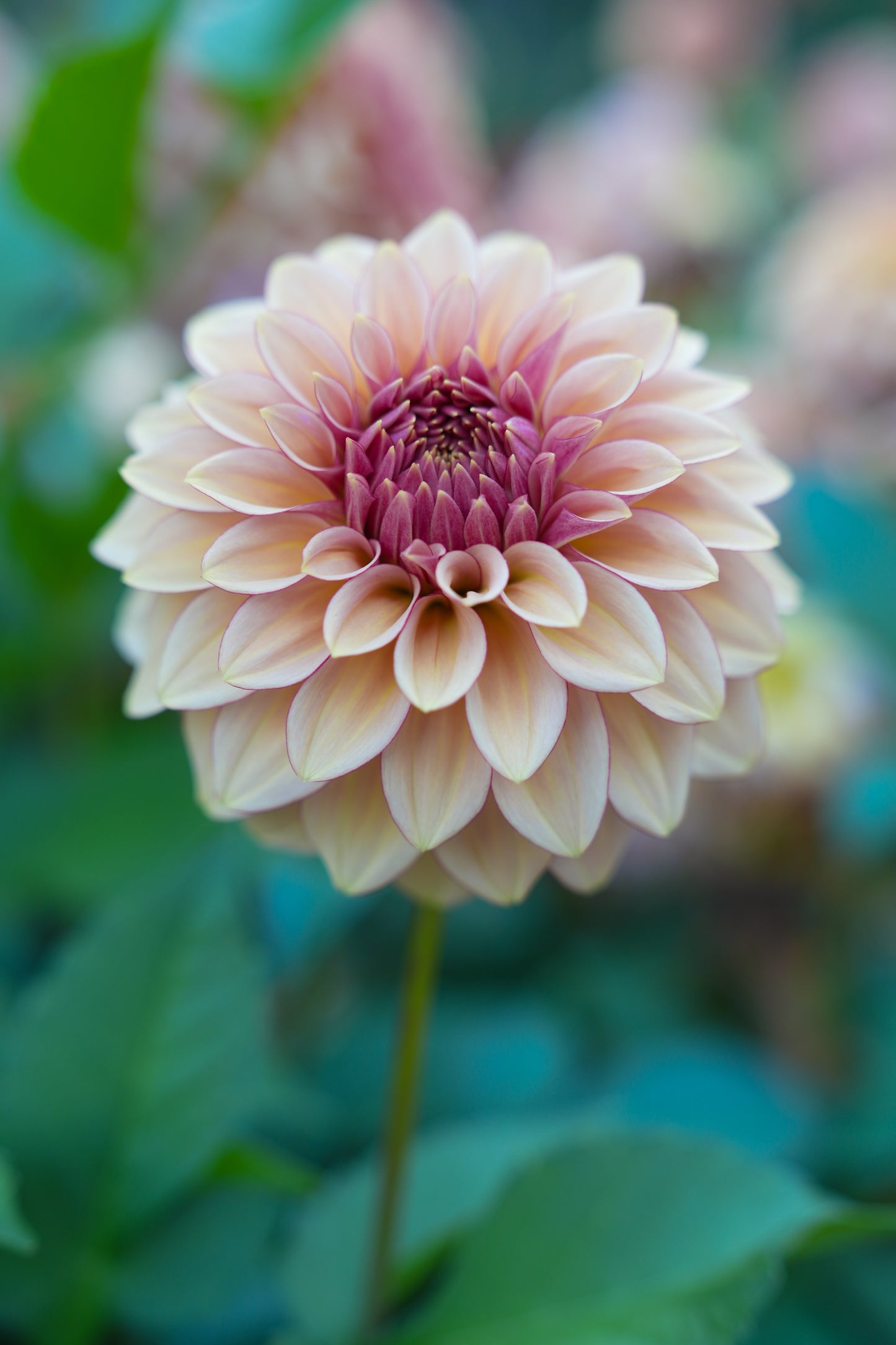 RM MIRAGE - NEW 2026!