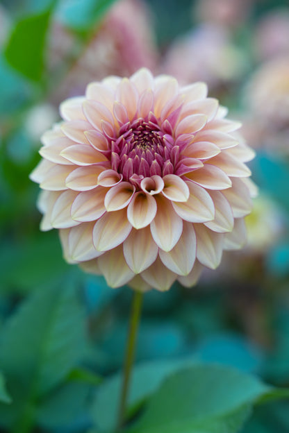 RM MIRAGE - NEW 2026!