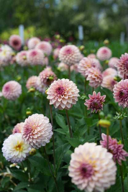 RM MIRAGE - NEW 2026!