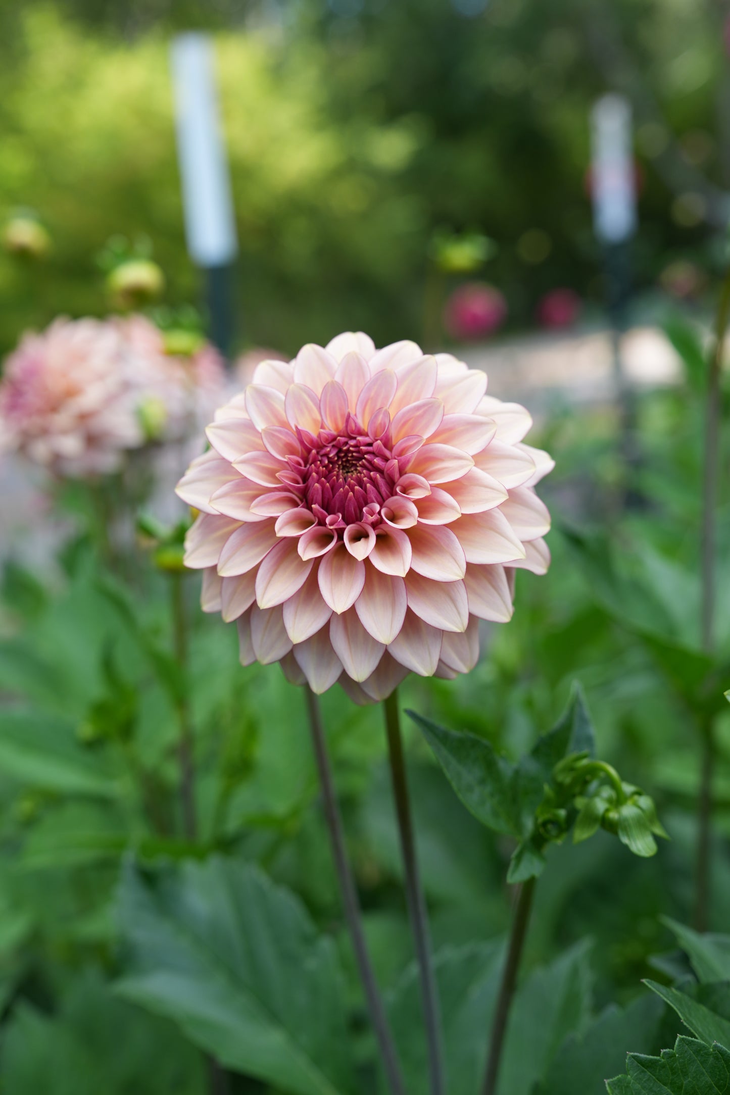 RM MIRAGE - NEW 2026!