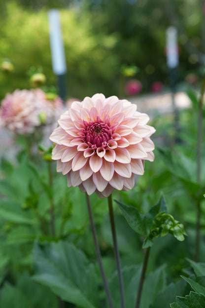 RM MIRAGE - NEW 2026!