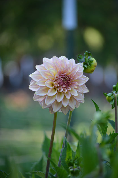 RM MIRAGE - NEW 2026!