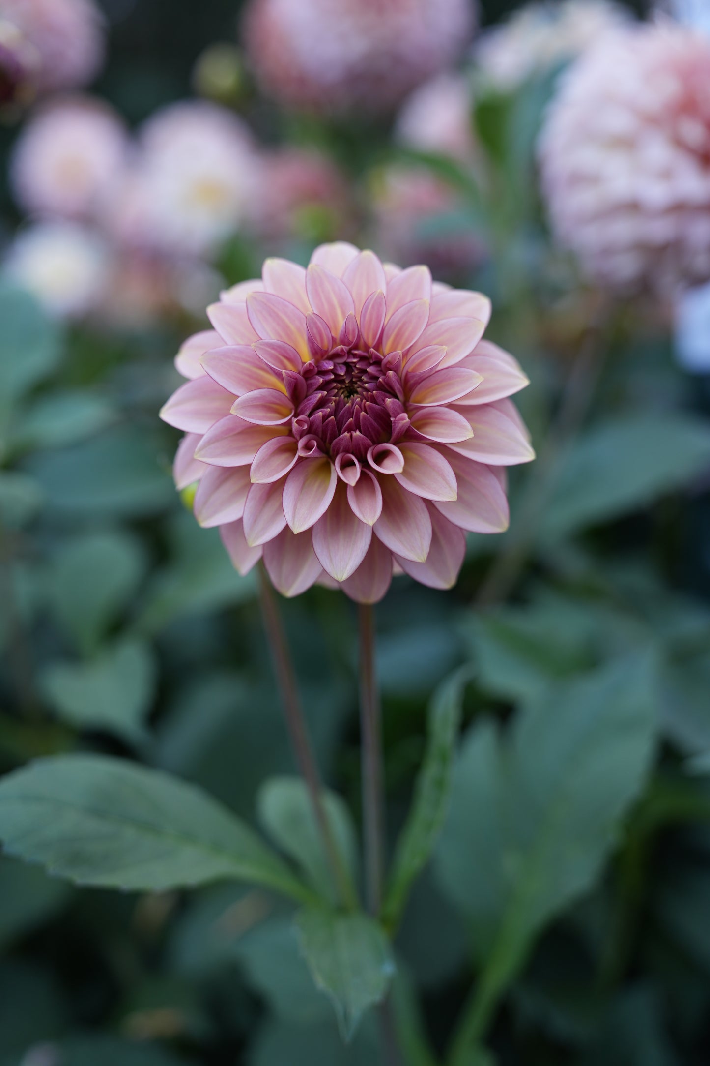 RM MIRAGE - NEW 2026!