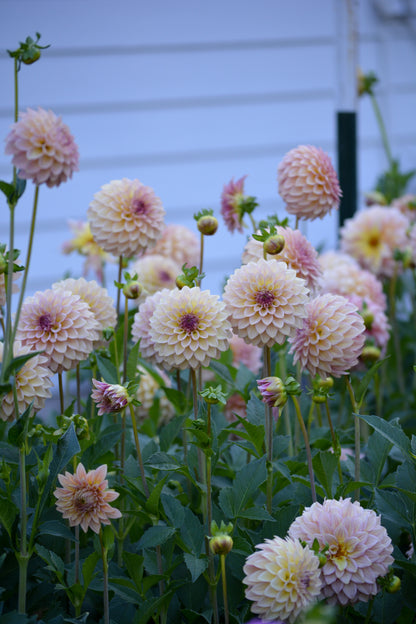 RM MIRAGE - NEW 2026!