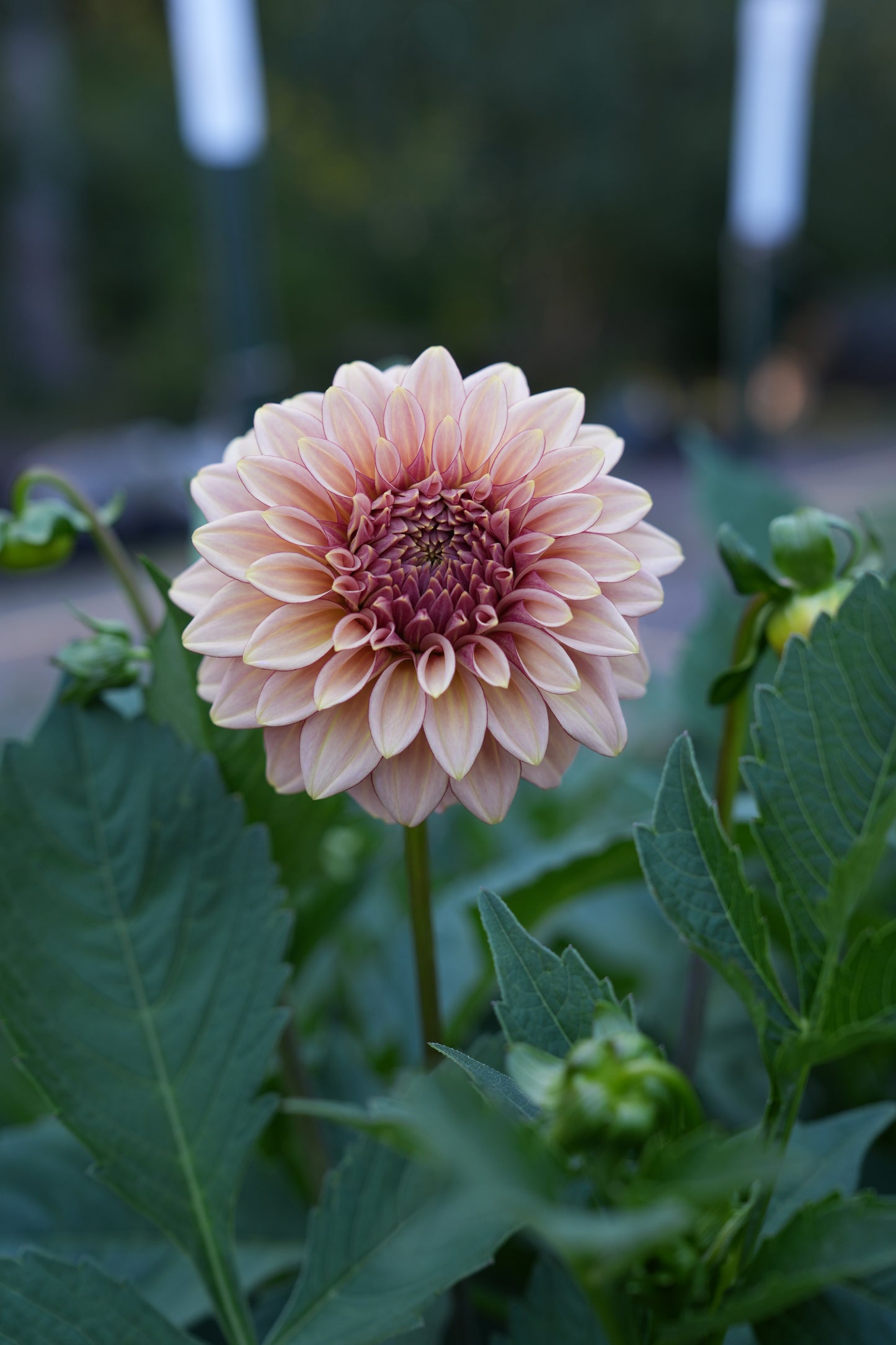 RM MIRAGE - NEW 2026!