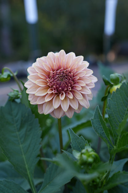 RM MIRAGE - NEW 2026!