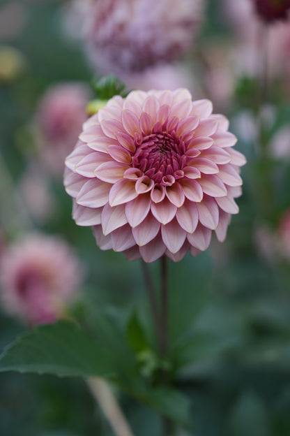 RM MIRAGE - NEW 2026!