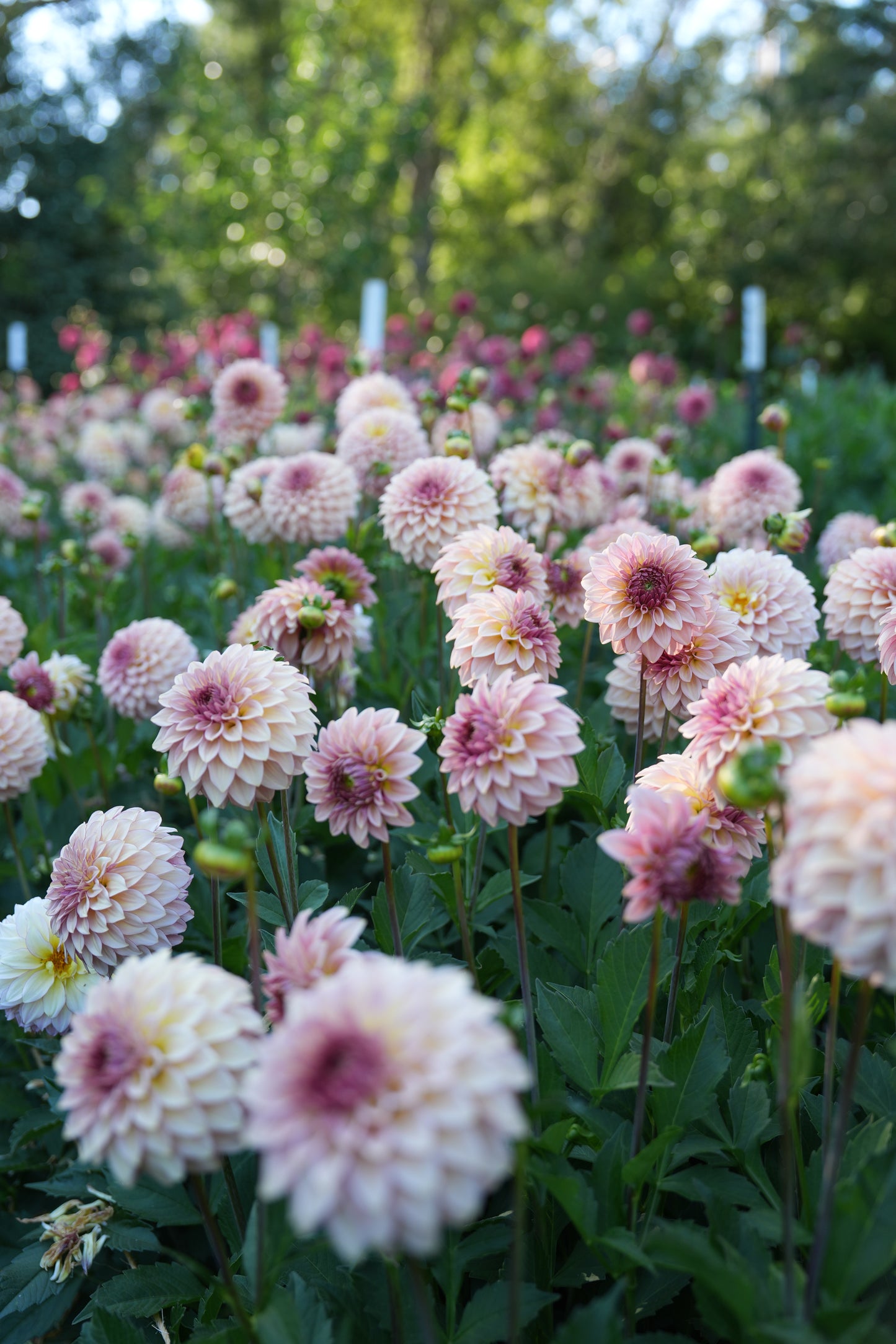 RM MIRAGE - NEW 2026!