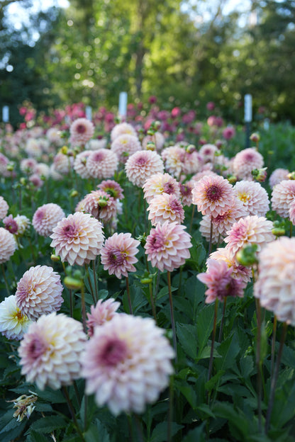 RM MIRAGE - NEW 2026!