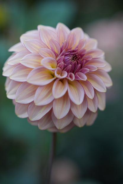 RM MIRAGE - NEW 2026!