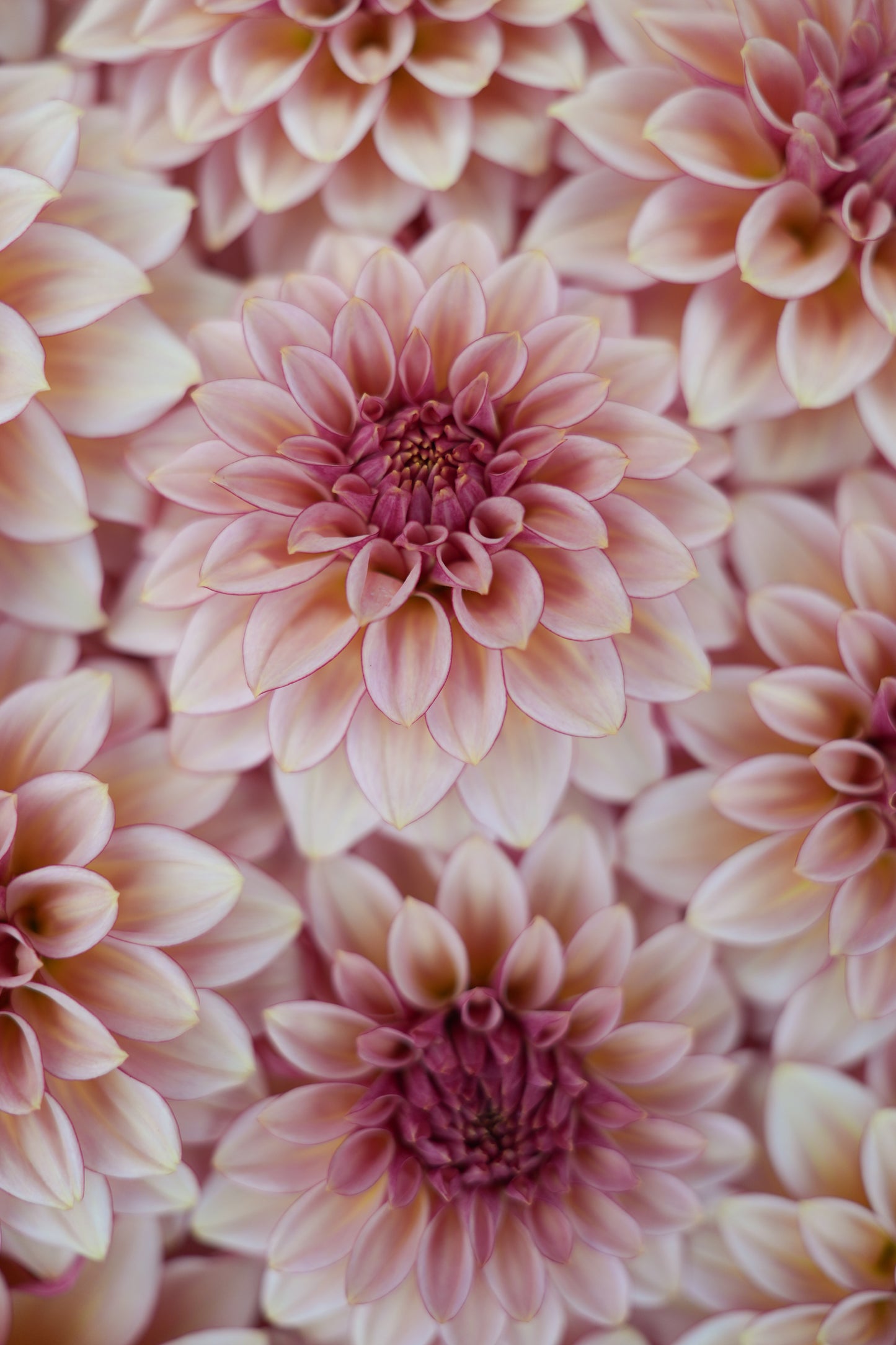 RM MIRAGE - NEW 2026!