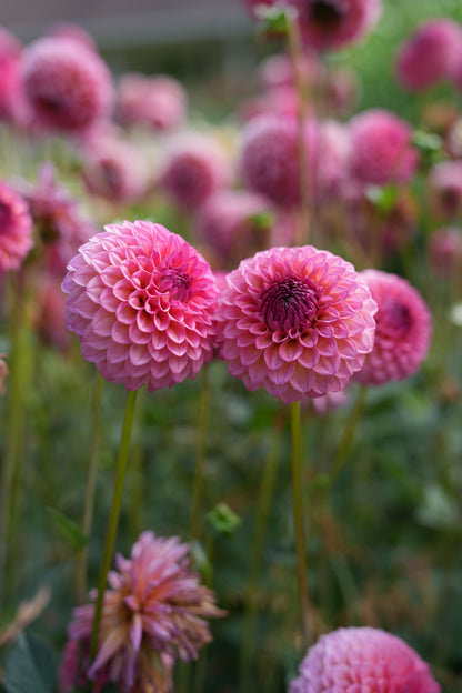 RM PARTY POPPER - NEW 2026!