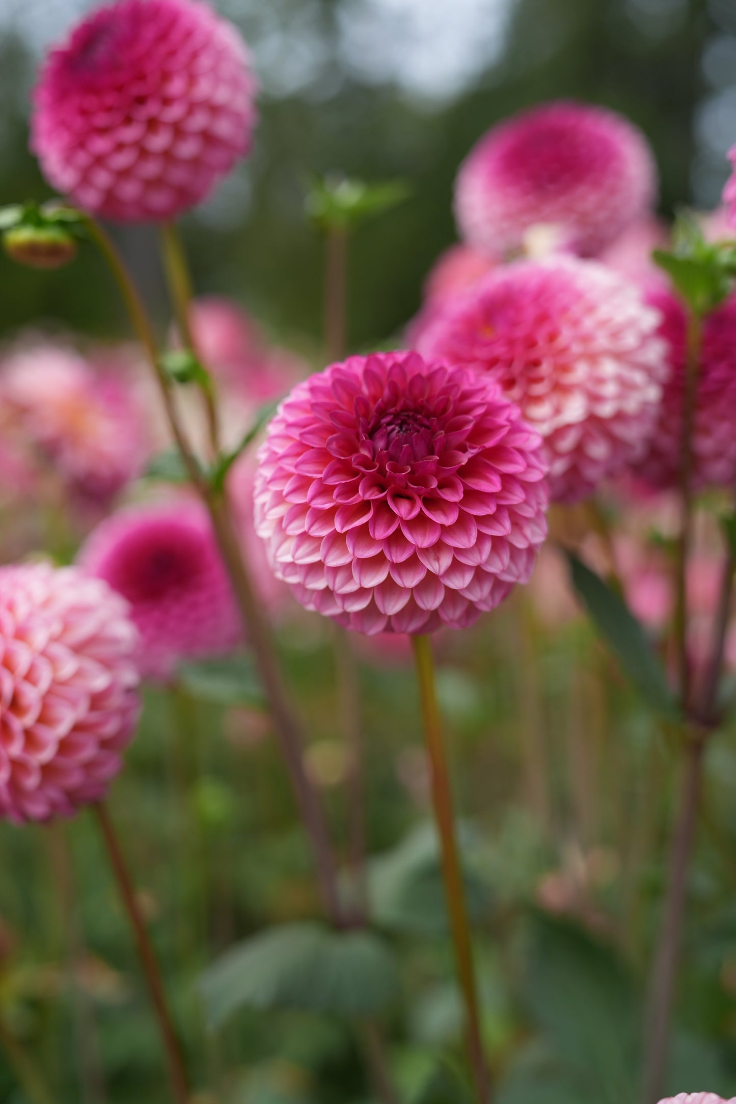 RM PARTY POPPER - NEW 2026!